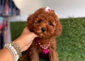 Toy Poodle Bebeklerimiz Yeni Yuvasına Gitmeye Hazırlar